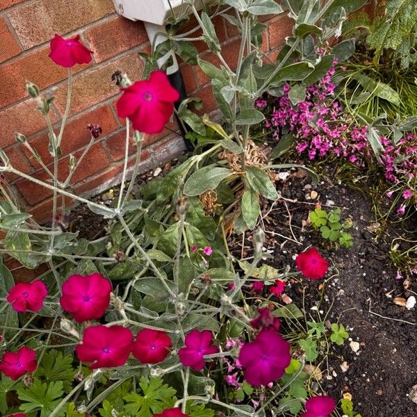 Lychnis coronata Flower