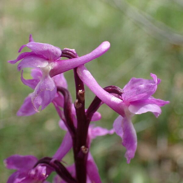 Orchis mascula फूल