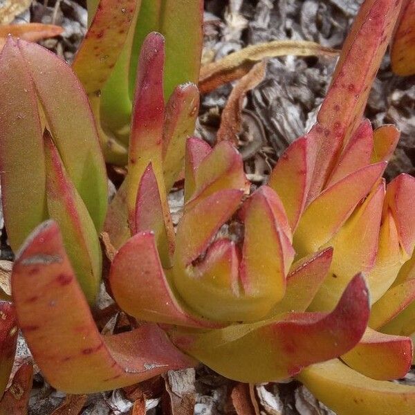 Carpobrotus edulis Frukt