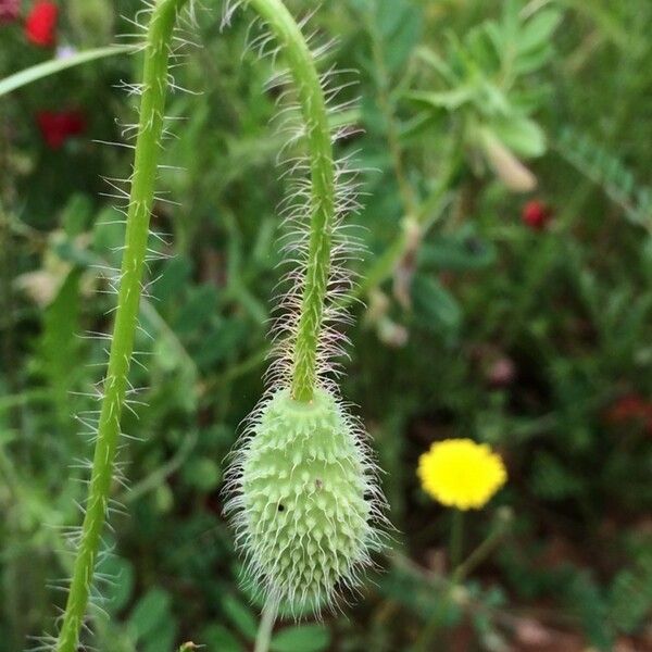 Papaver apulum Blomst