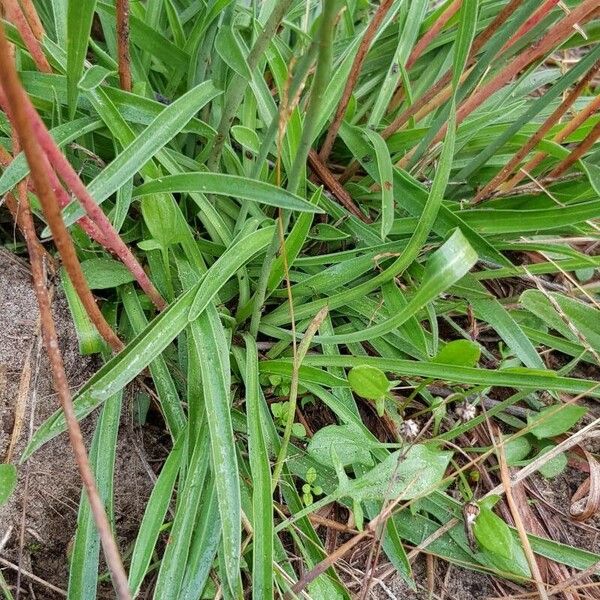 Armeria arenaria Blad