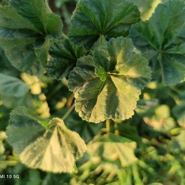 Malva pusilla ᱥᱟᱠᱟᱢ