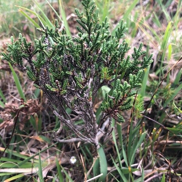 Calluna vulgaris ശീലം