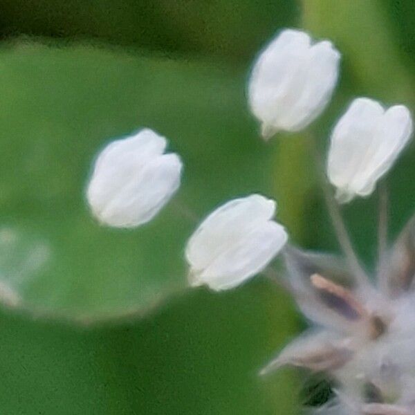 Plantago lagopus Λουλούδι