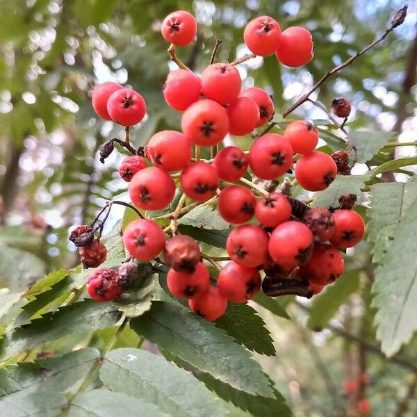 Sorbus aucuparia 果