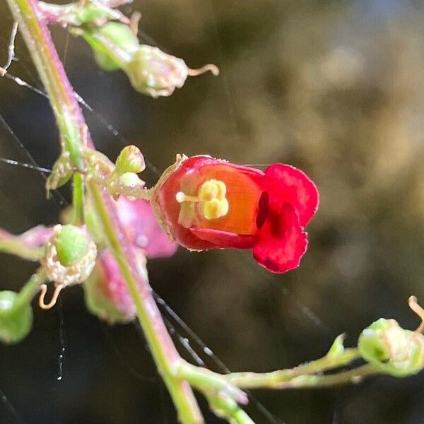 Scrophularia auriculata Flor