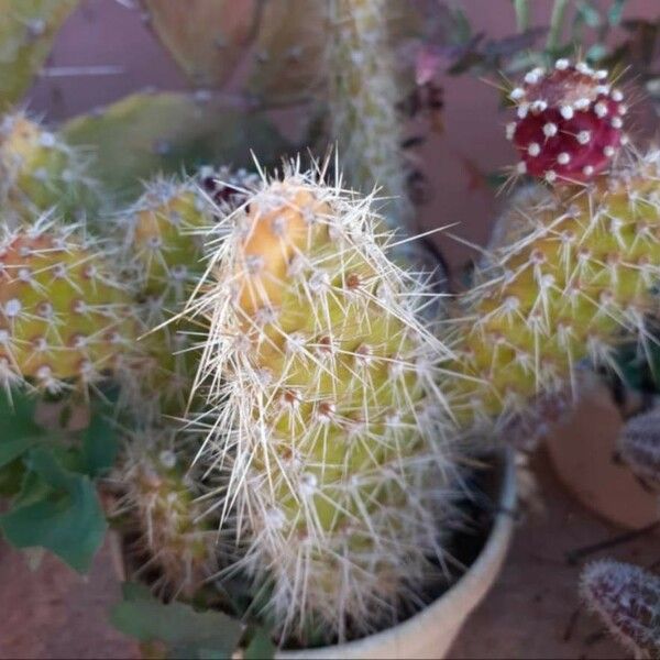 Opuntia polyacantha Tervik taim