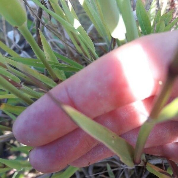 Polypogon viridis Leaf