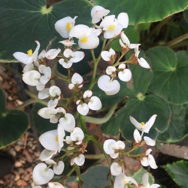 Begonia fernandoi-costae Кветка