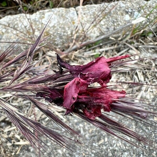 Bromus rubens फूल