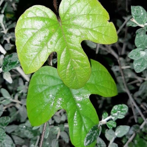 Ipomoea indica 叶