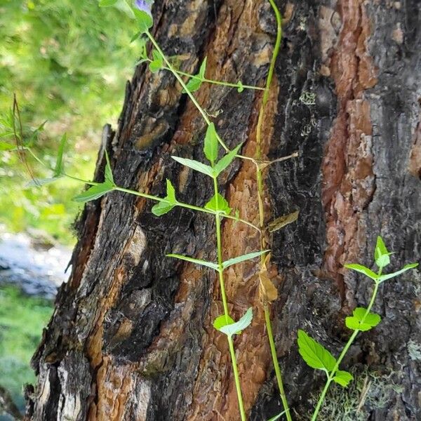 Dracocephalum ruyschiana Hábito