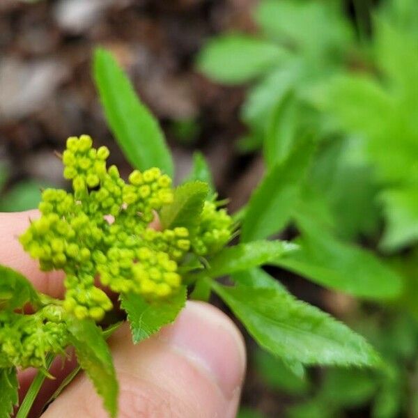 Zizia aptera Flor