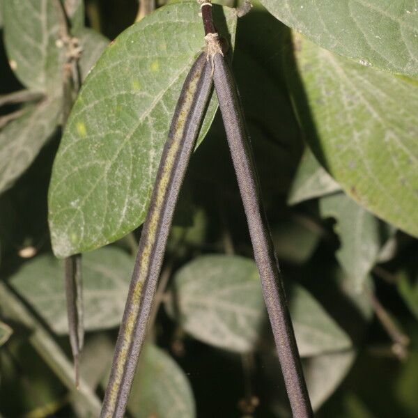 Centrosema pubescens Blad