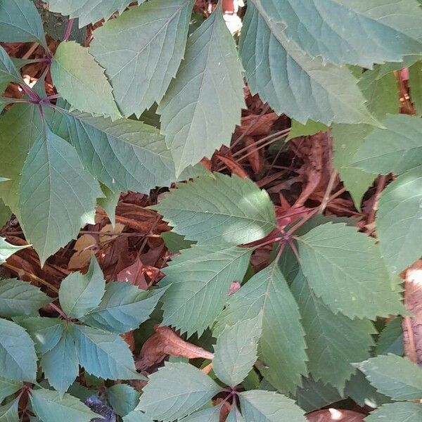 Parthenocissus inserta Blad