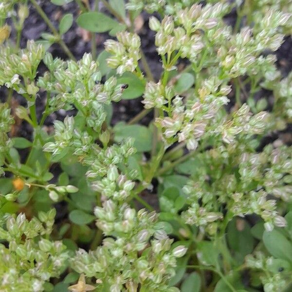 Polycarpon tetraphyllum Kvet