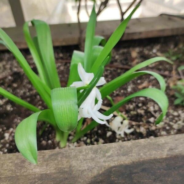 Hyacinthus orientalis Bloem