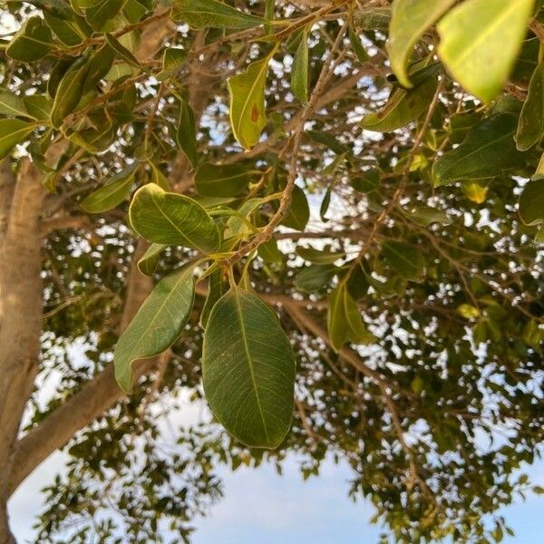 Ficus thonningii Foglia