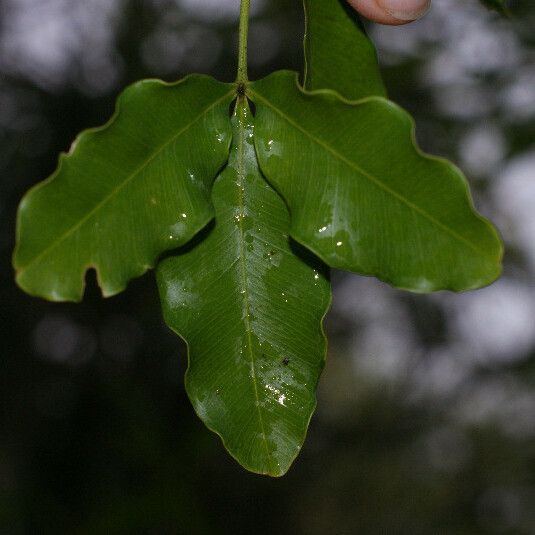 Vepris lanceolata Lehti