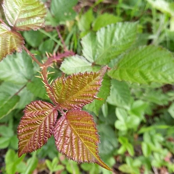 Rubus elegantispinosus Foglia