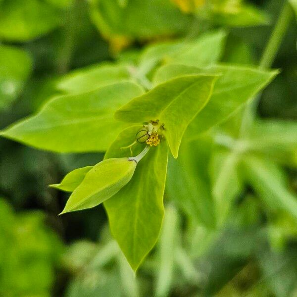 Euphorbia lathyris Flors