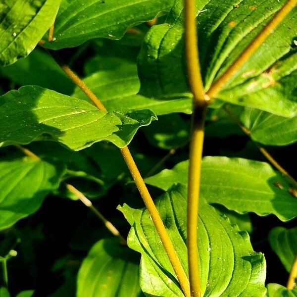 Prosartes hookeri Bark