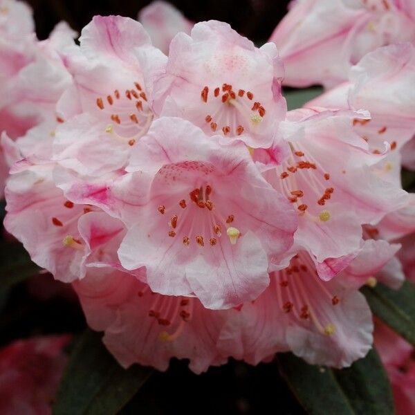 Rhododendron insigne Flower