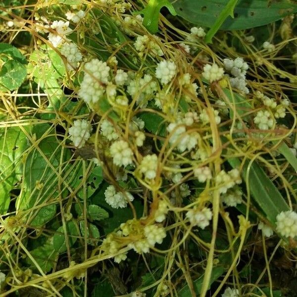 Cuscuta campestris Habit