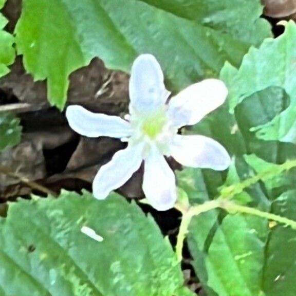 Rubus hispidus Virág