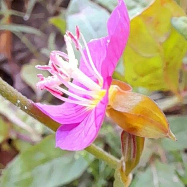 Oenothera rosea പുഷ്പം