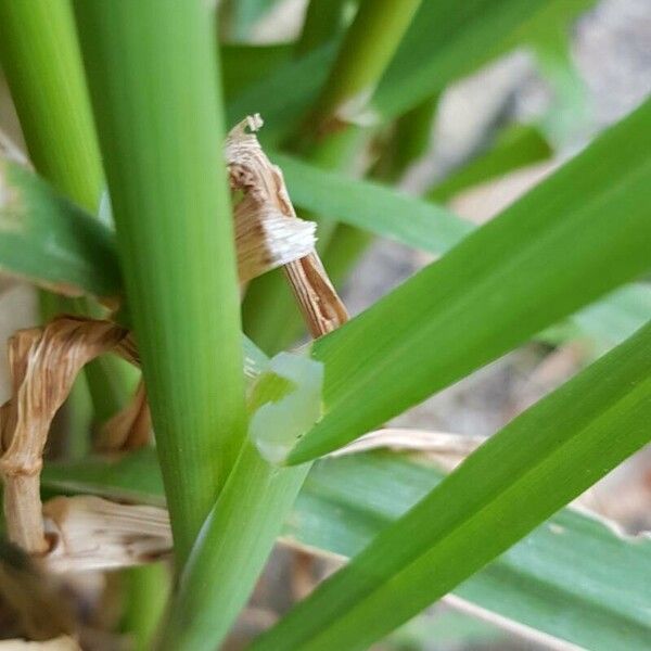 Avena sativa Інше