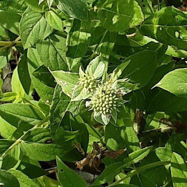 Pycnanthemum muticum Flower