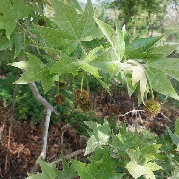 Platanus orientalis Листок