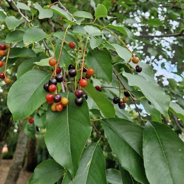 Prunus virginiana Owoc