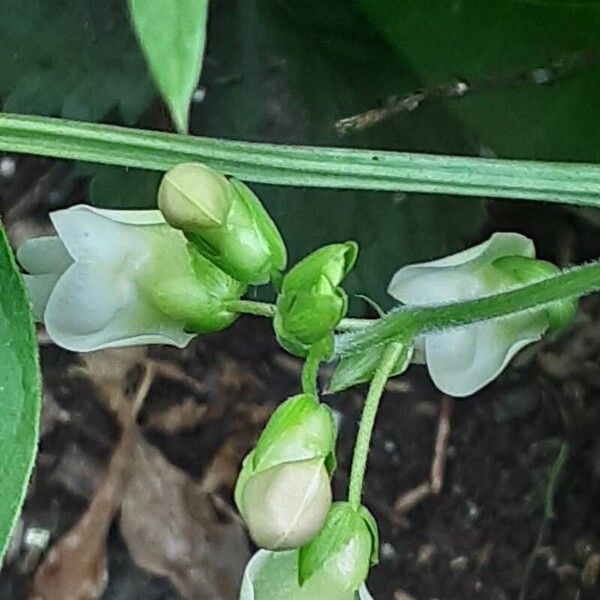 Phaseolus vulgaris Flower