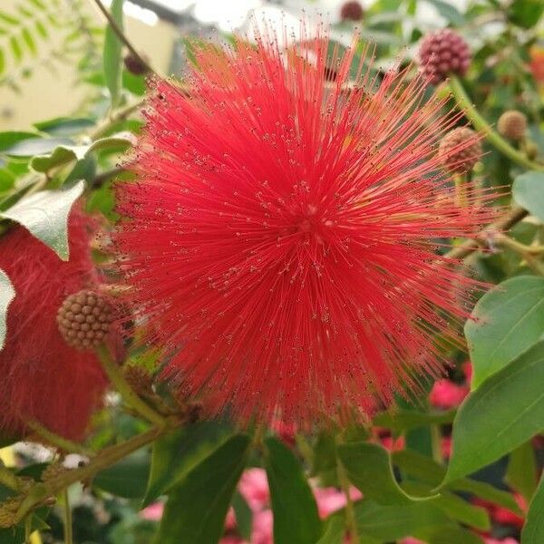 Calliandra haematocephala Blomst