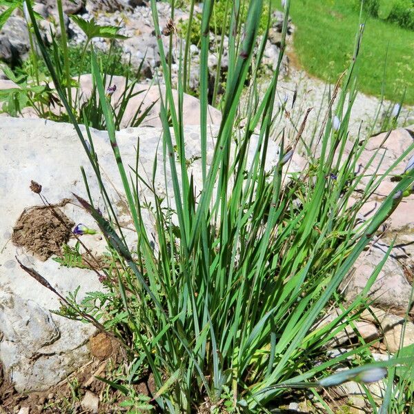 Sisyrinchium angustifolium Hábito