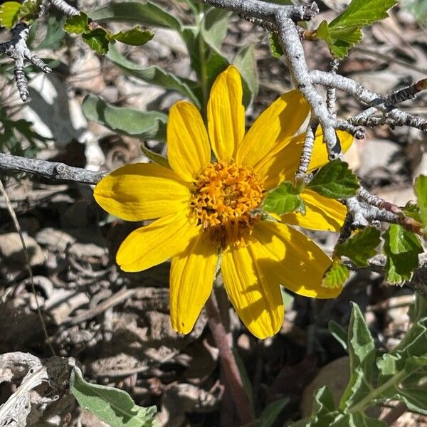 Balsamorhiza hookeri Blomma