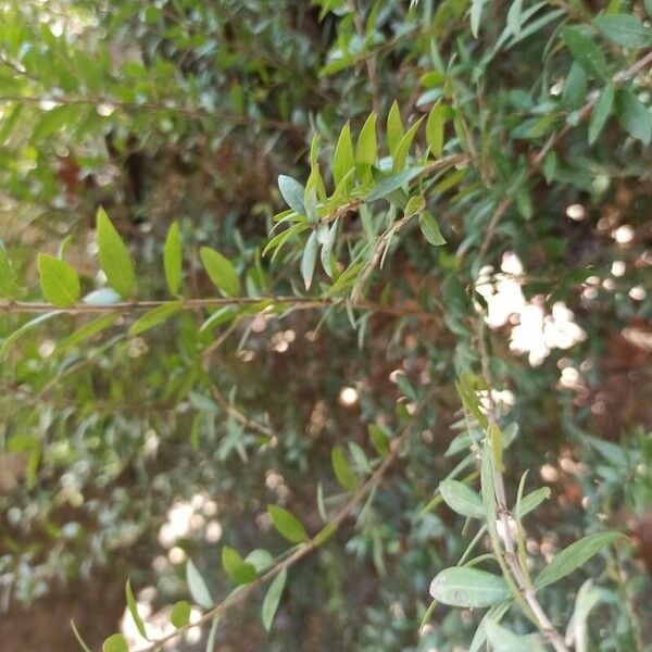 Myrtus communis Fulla