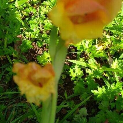 Gladiolus dalenii Blomst