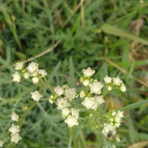 Parthenium hysterophorus Fleur