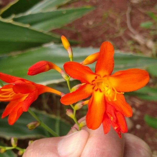 Crocosmia × crocosmiiflora Fleur