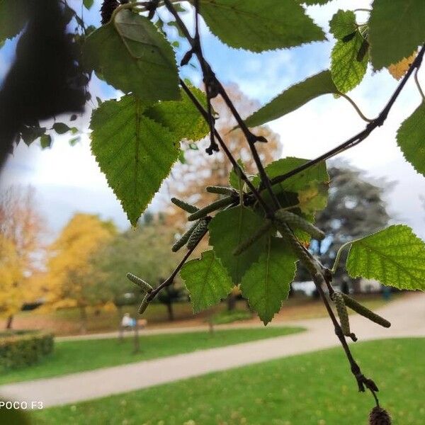 Betula pubescens 花