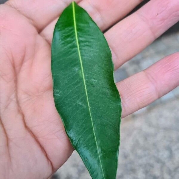 Acacia salicina Lehti