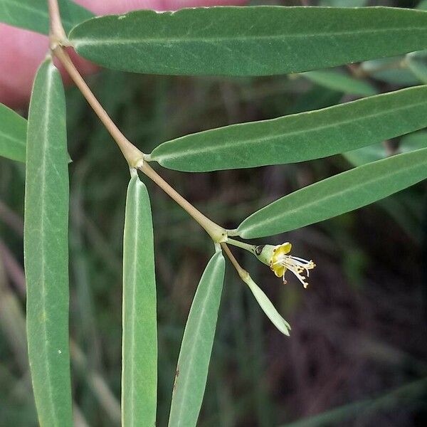Euphorbia articulata Flower