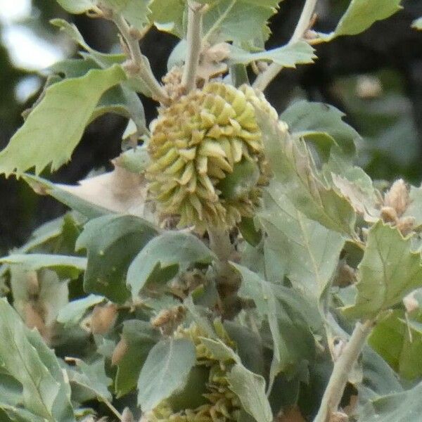 Quercus ithaburensis Fruto