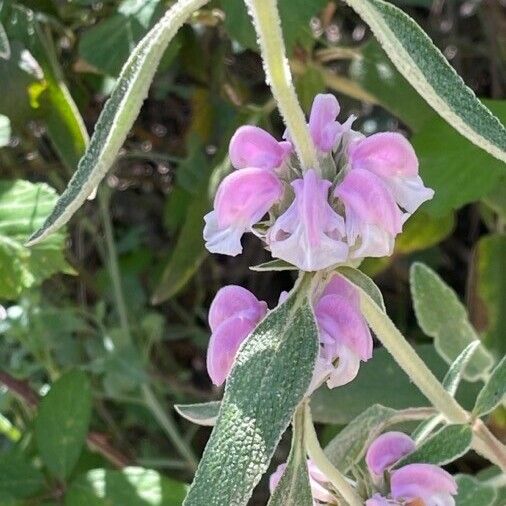 Phlomis purpurea Кветка