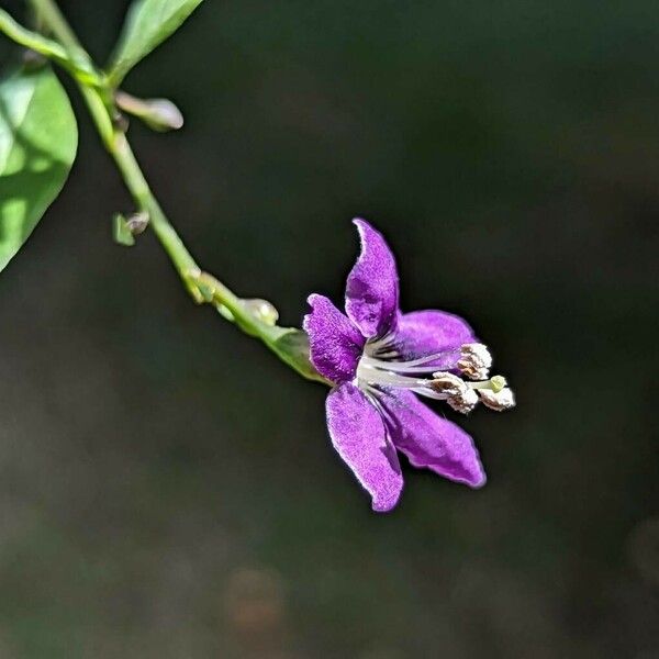 Lycium barbarum Flors