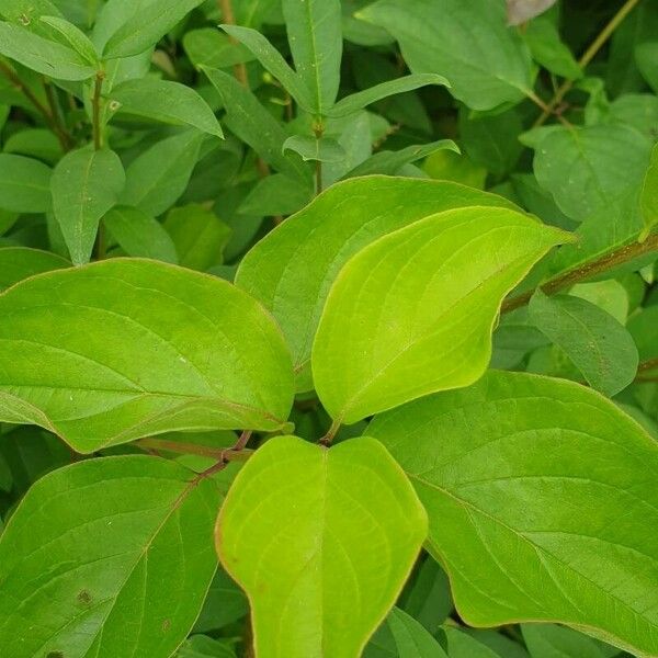 Cornus amomum برگ