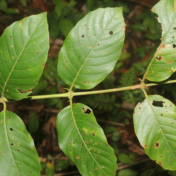 Uncaria tomentosa Fulla